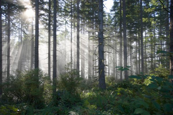 Sunlight breaking through misty forest